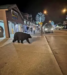 بالفيديو...دب أسود عملاق  يتجول في سوق عيد الميلاد في ولاية تينيسي الأمريكية!