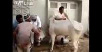 بالفيديو.. ثور يفتك بذابحيه ويهرب من أياديهم