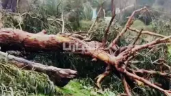 رياح قوية تتسبب في اقتلاع الأشجار وسط مدينة طنجة