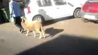 فيديو مضحك... "الحولي غادي مع مولاه فالزنفة بحال الكلب"