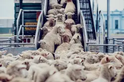 استيراد "ميرينوس" من إسبانيا عبر ميناء طنجة يشعل الجدل بين المغاربة