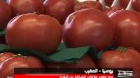 المغرب وروسيا .. اتفاقيات في مجالات اقتصادية مختلفة