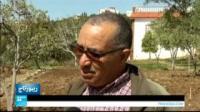زراعة الزعفران في المغرب