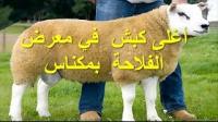 أغلى كبش ثمنه 2 مليون في معرض الفلاحة بمكناس