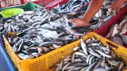 صدمة في أسواق السمك.. سعر السردين يقفز إلى 50 درهماً مع بداية رمضان