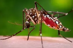 أخطر كائن على الإنسان وحقائق غريبة عن حشرة عمرها ملايين السنين