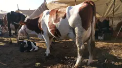 ذبيحة سرية داخل مجزرة جماعية تدفع مواطنين لمحاصرة جزار معروف ضواحي وزان (صورة)