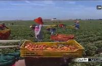 ضيعات لفواكه طبيعية Bio بالعرائش