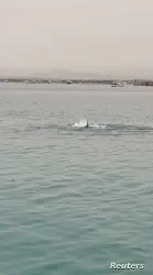 ظهور سمكة قرش ضخمة يثير ذعرًا بأحد شواطئ مصر(فيديو)