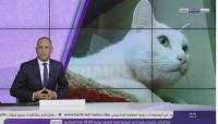 القط الروسي الجميل الذي سيخمن مواجهات المنتخب الوطني والمنتخبات المشاركة في مونديال 2018