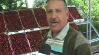 جني الكرز " حب الملوك " بآزرو افران