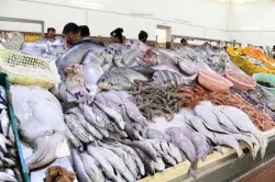 الحكومة تطلق مبادرة "الحوت بثمن معقول" لتوفير الأسماك بأسعار مناسبة قبل رمضان