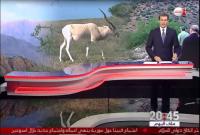 روبورتاج .. مساعي المغرب الوئيدة لحماية الحيوانات المهددة بالانقراض