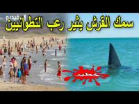 لحظة خروج سمك القرش بشاطئ ضواحي تطوان .. شاهد ردة فعل المواطنين