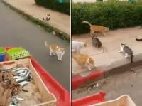 بائع سمك مغربي يطعم عشرات القطط وينال إعجاب الجميع