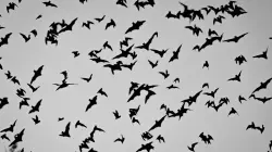 دعوى قضائية في فرنسا بعد قتل 200 خفاش داخل حديقة حيوانات