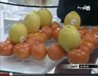 الاحتفاء بفاكهة  البرتقال المغربي ببرلين 