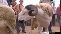 هكذا يتم استخدام الغش في تسمين أضاحي العيد
