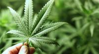القنب يشكل أملاً جديداً في علاج الذهان
