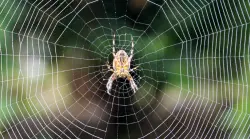 اكتشاف أكبر شبكة عنكبوتية في العالم تضم أكثر من 110 آلاف عنكبوت