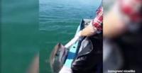 بالفيديو والصور.. صياد يواجه سمكة قرش لإنقاذ شباكه