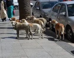 فاجعة بمدينة مراكش.. "بئر مكشوفة" تنهي حياة موهبة كروية فرنسية صاعدة