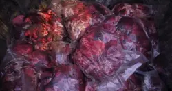 الدار البيضاء.. ضبط كميات هائلة من اللحوم والعظام يُشتبه في كونها تعود لحمير وبغال مذبوحة