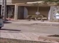 أسد يتجول حرا طليقا في مدينة السعيدية المغربية