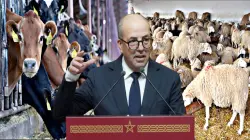 لتصحيح إشكاليات الإحصاء والدعم.. وزير الفلاحة مطلوب في البرلمان لتوضيح الفروق الكبيرة في أرقام القطيع الوطني