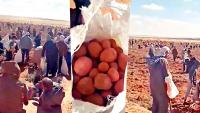 بالفيديو: "أزمة البطاطا" تدفع عشرات الجزائريين إلى اقتحام ضيعة فلاحية وسرقة محصولها