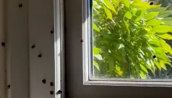 غزو من "الدعسوقيات" يجتاح منازل البريطانيين استعداداً للشتاء