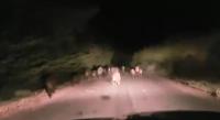 بالفيديو... قطيع للخنزير البري يروع الساكنة ومواطن يوثق ذلك بالصوت والصورة