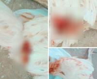 الكبت مايدير..حصلو مراهق اغتصب دجاجة بسلا و هذا رد فعل الساكنة