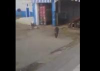 خنزير يثير الفزع في شوارع تطوان