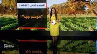 حصيلة الإنتاج النهائي من الحبوب الرئيسية الثلاث