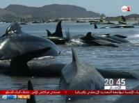 نيوزيلاندا: حيتان طائرة تجنح إلى الشواطئ