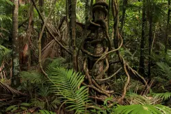 تحوّل خطير.. غابات أستراليا المطيرة تطلق الكربون بدلاً من امتصاصه