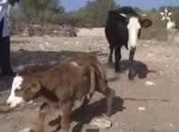 ولادة بقرة بستة أرجل في المغرب!