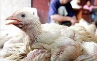 أول وفاة بإنفلونزا الطيور في فيتنام منذ 9 أشهر