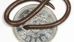 أصغر أفعى في العالم تعود للظهور بعد 20 عاماً من الغياب