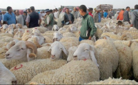 عيد الأضحى بالمغرب.. محدودو الدخل في حيرة بين إحياء السنة والإكراه الاقتصادي