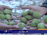سقوط كميات كبيرة من البرد تتسبب في خسائر فلاحية كبيرة في افران