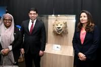 يمتد "زئيره" لآلاف السنين.. وزارة الثقافة تكشف لأول مرة تفاصيلَ تخصّ "أسد الأطلس" المغربي