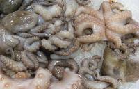 شبكة دولية تسقط في قبضة جمارك طنجة بعد محاولتها تهريب كمية كبيرة من الأخطبوط بهذه الطريقة!