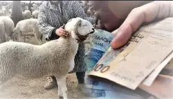 عرّاش يوضح اللبس حول "13 مليار درهم" وينفي علاقة هذا الرقم بالدعم المقدم لاستيراد الأضاحي