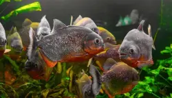 جريمة مروعة.. رجل يلقي بجثة طليقته في نهر يعج بأسماك البيرانا