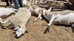 مراكش: كلاب ضالة تهاجم قطيع أغنام وتتسبب في خسائر فادحة