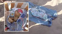 إنقاذ قطة من الغرق بشاطئ أكادير يكشف مفاجأة صادمة في فمها