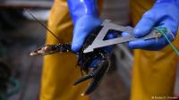 إنقاذ سلطعون بعمر 110 سنوات من الطبخ