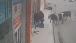 زوار غير متوقعين.. أبقار تثير الفوضى داخل محل أجهزة كهربائية بتركيا (فيديو)
